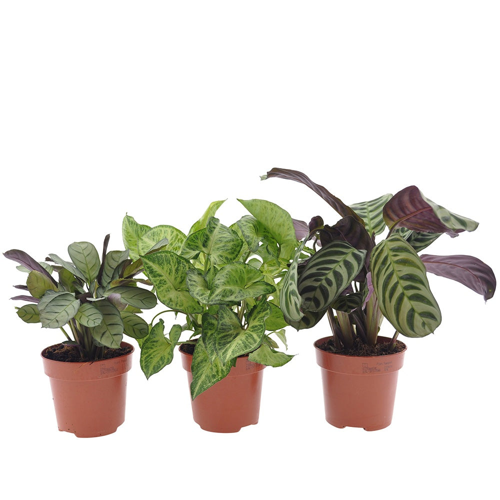 Collection de 3 plantes d'intérieur à feuillage marbré - Ctenanthe burle marxii, ctenanthe amagris, syngonium pixie® - Willemse