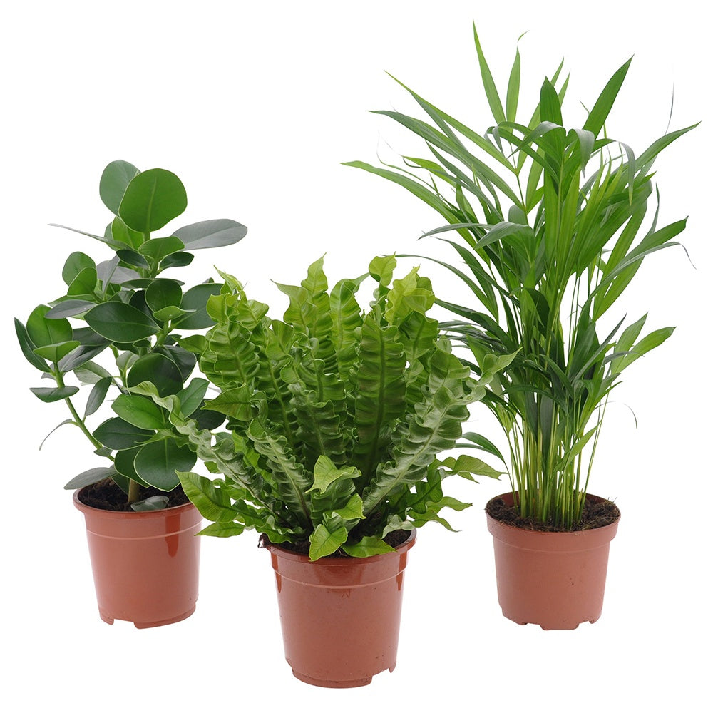 Collection de 3 plantes purificatrices d'air - Clusia, Asplenium 'Crispy Wave', Dypsis - Willemse
