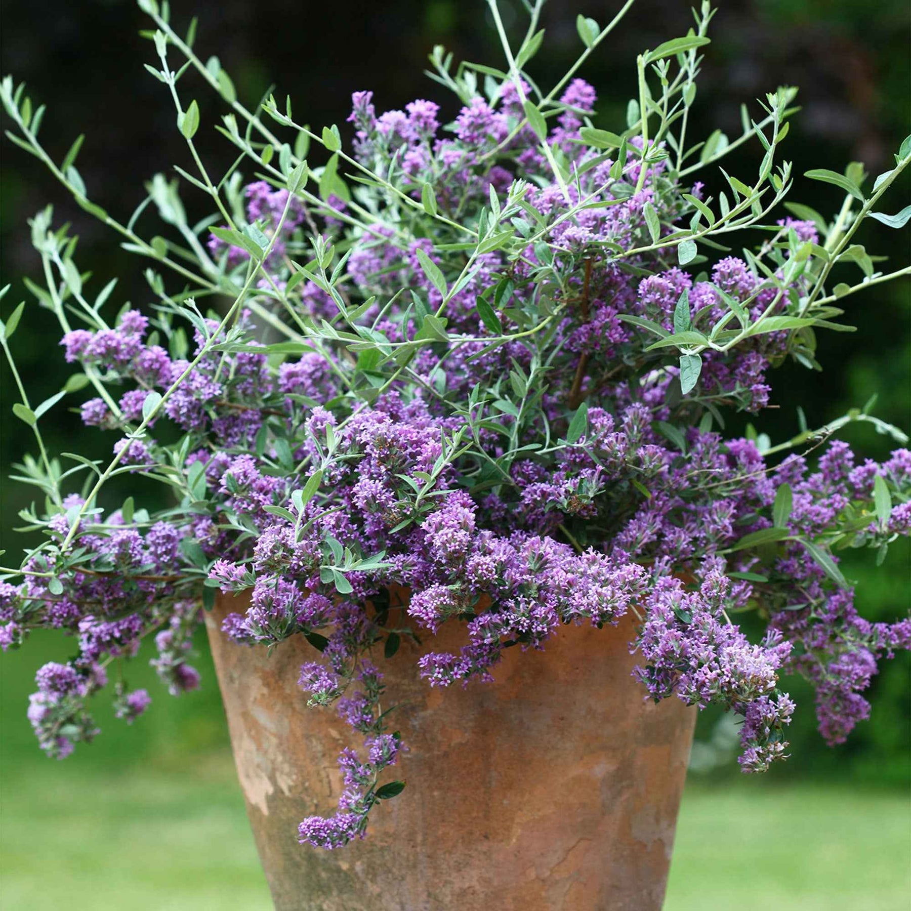 Arbre à papillons Buddleja 'Unique' violet 