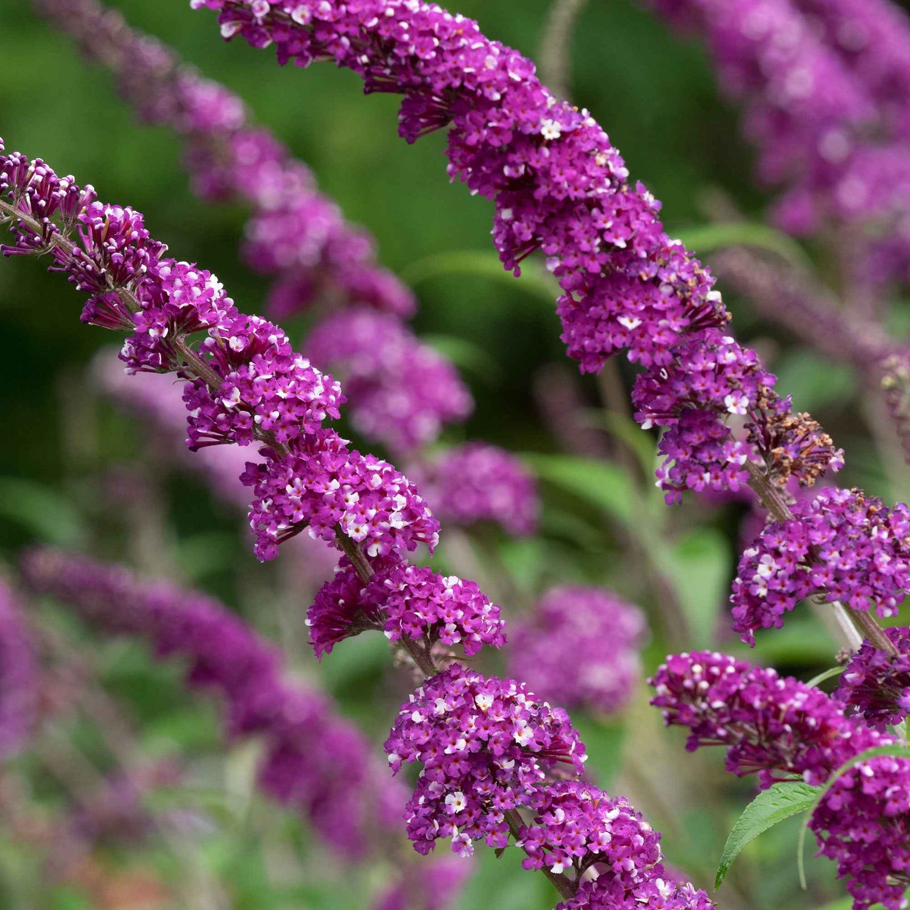 Arbre à papillons Berries & Cream - Buddleja davidii 'berries and cream' - Plantes