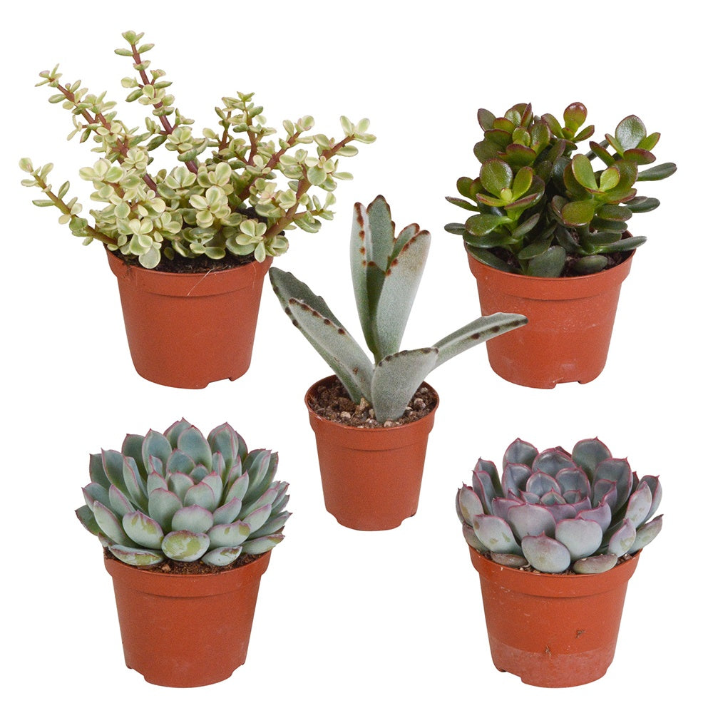 Collection de 5 succulentes - Willemse
