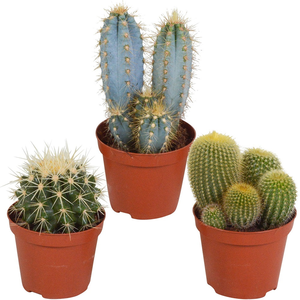 Mélange de 3 cactus -  eriocactus, pilosocereus, echinocactus - Cactus et plantes grasses