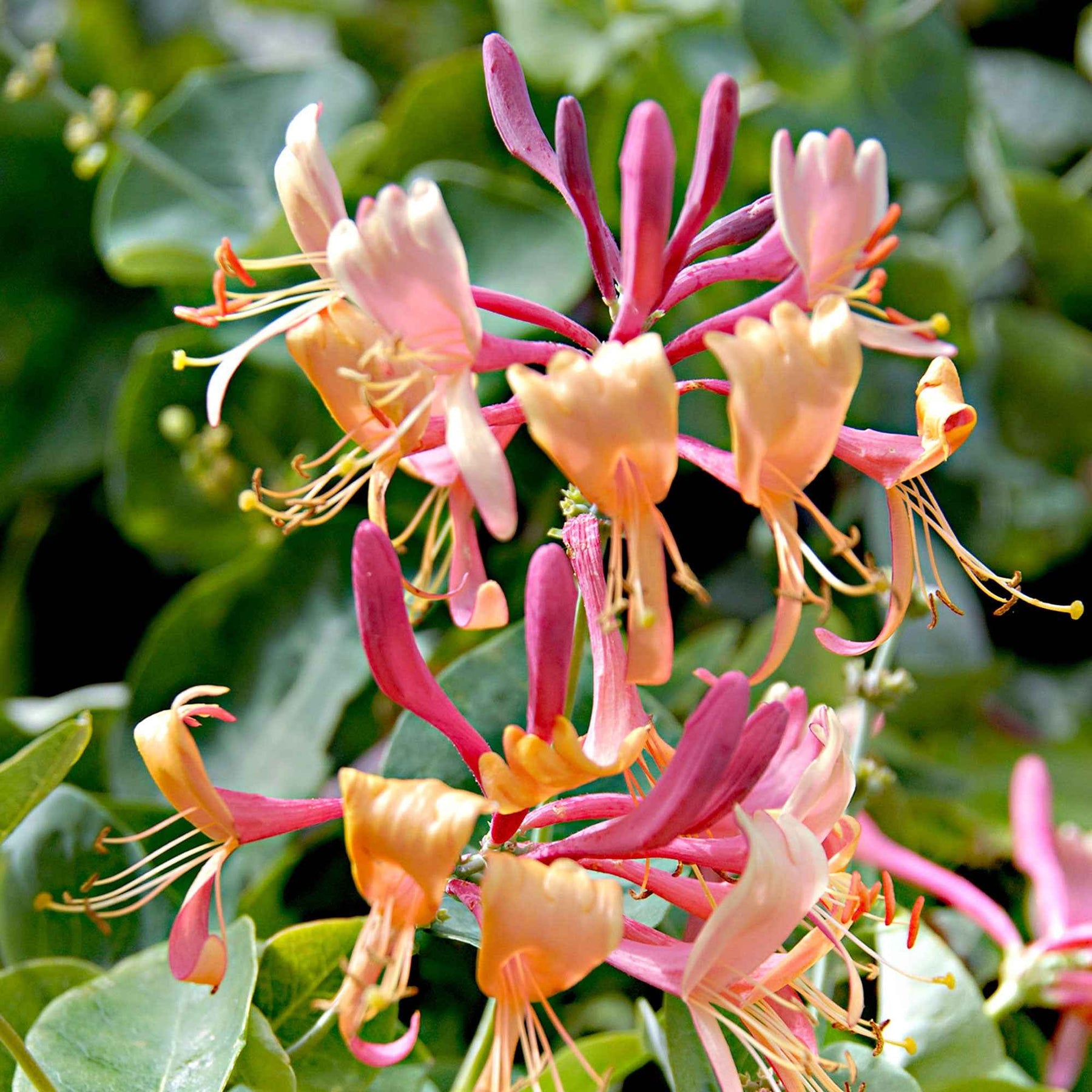 Chèvrefeuille de Henry Copper Beauty - Lonicera henryi 'copper beauty' - Plantes