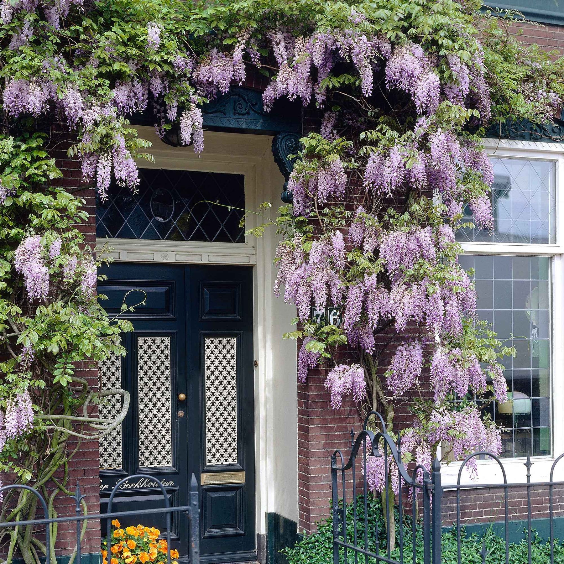 Glycine du Japon Naga Noda - Wisteria floribunda 'naga noda' - Plantes