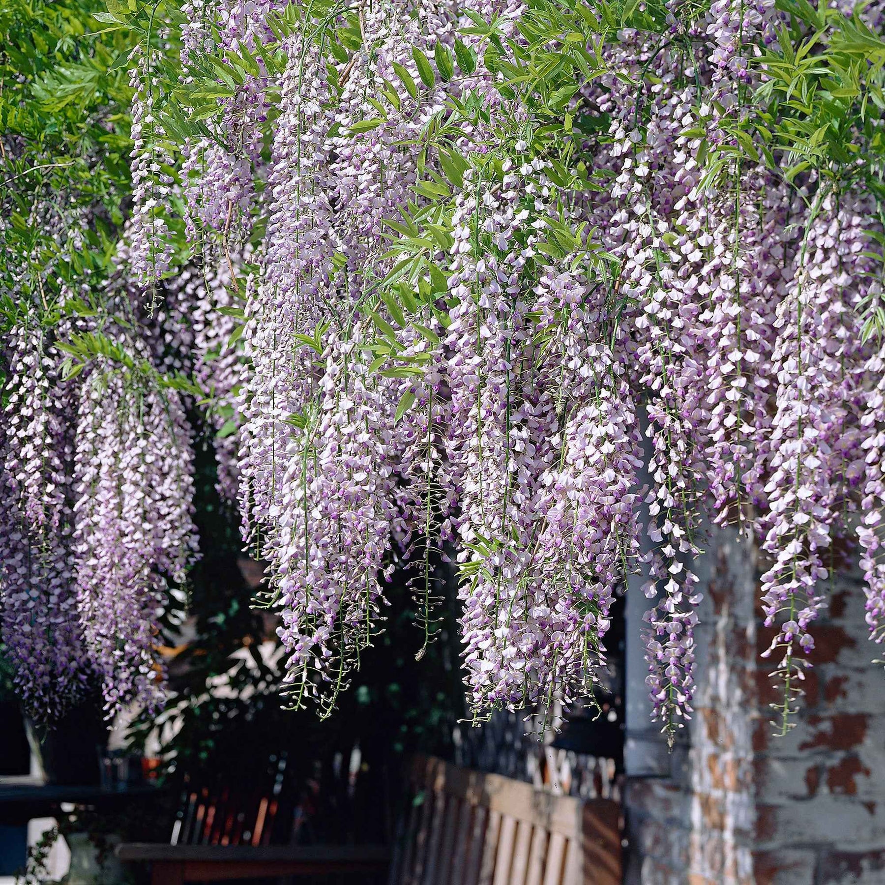 Glycine du Japon Naga Noda - Wisteria floribunda 'naga noda' - Plantes grimpantes