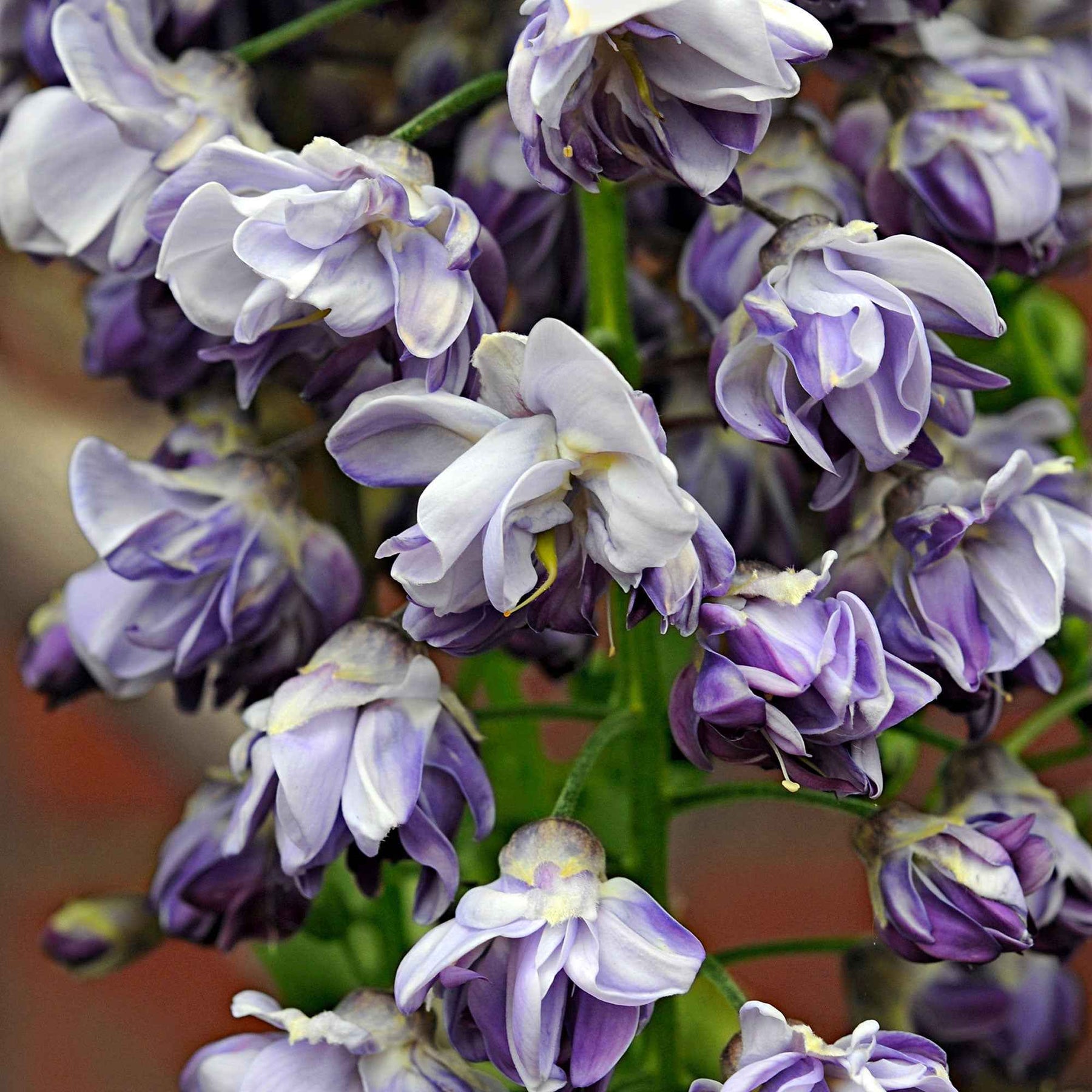 Glycine du Japon Black Dragon - Wisteria floribunda 'black dragon' - Plantes grimpantes