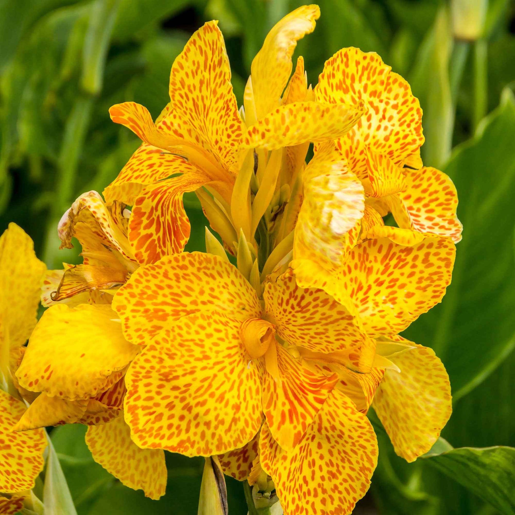 2 Canna Tropical Yellow - Canna 'tropical yellow' - Plantes