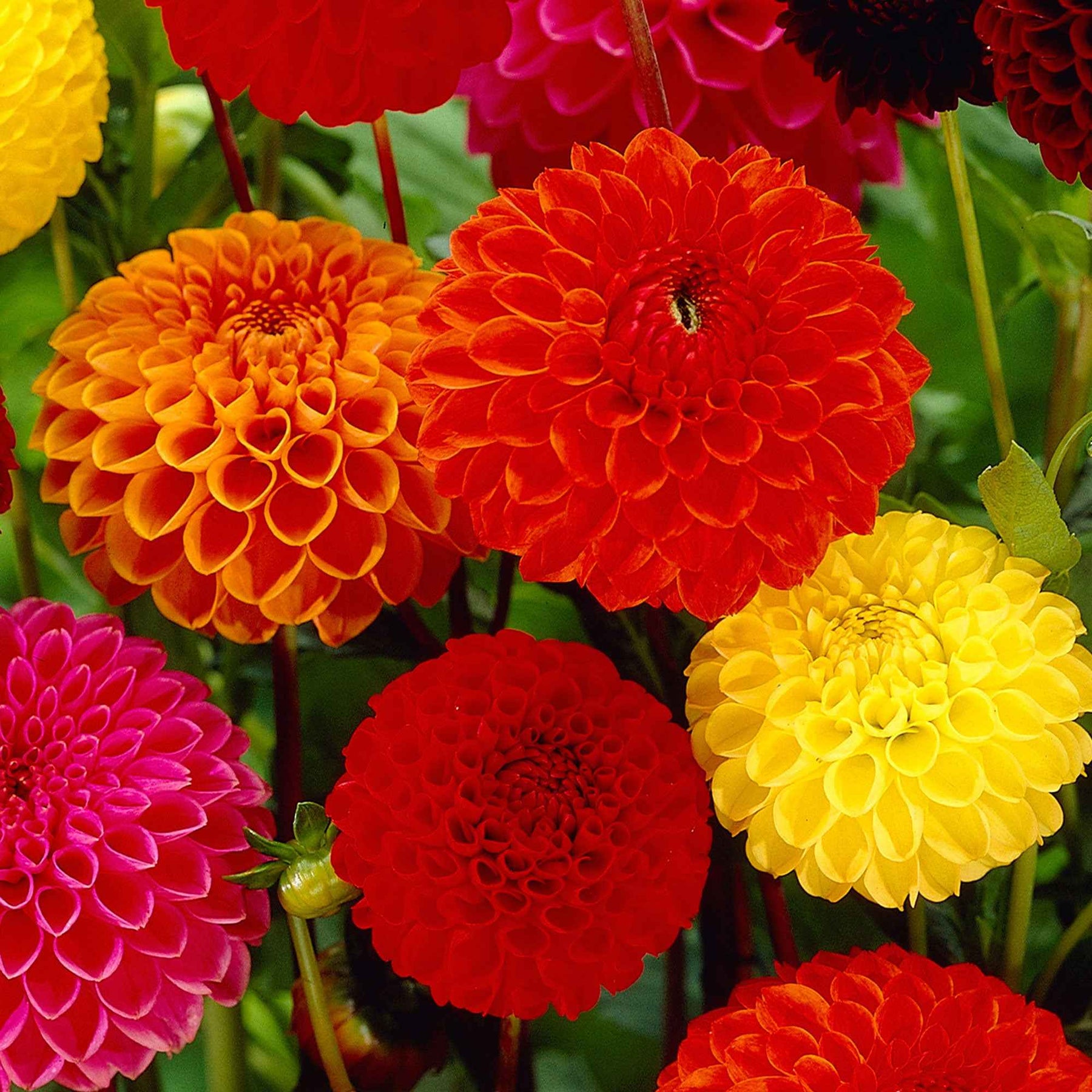 5 Dahlias pompon en mélange Ball Bio - Dahlia 'ball' - Plantes