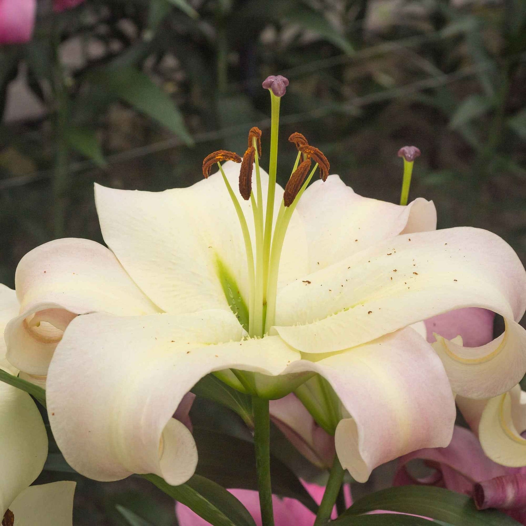 5 Lis géant Pretty Woman - Lilium 'pretty woman' - Plantes