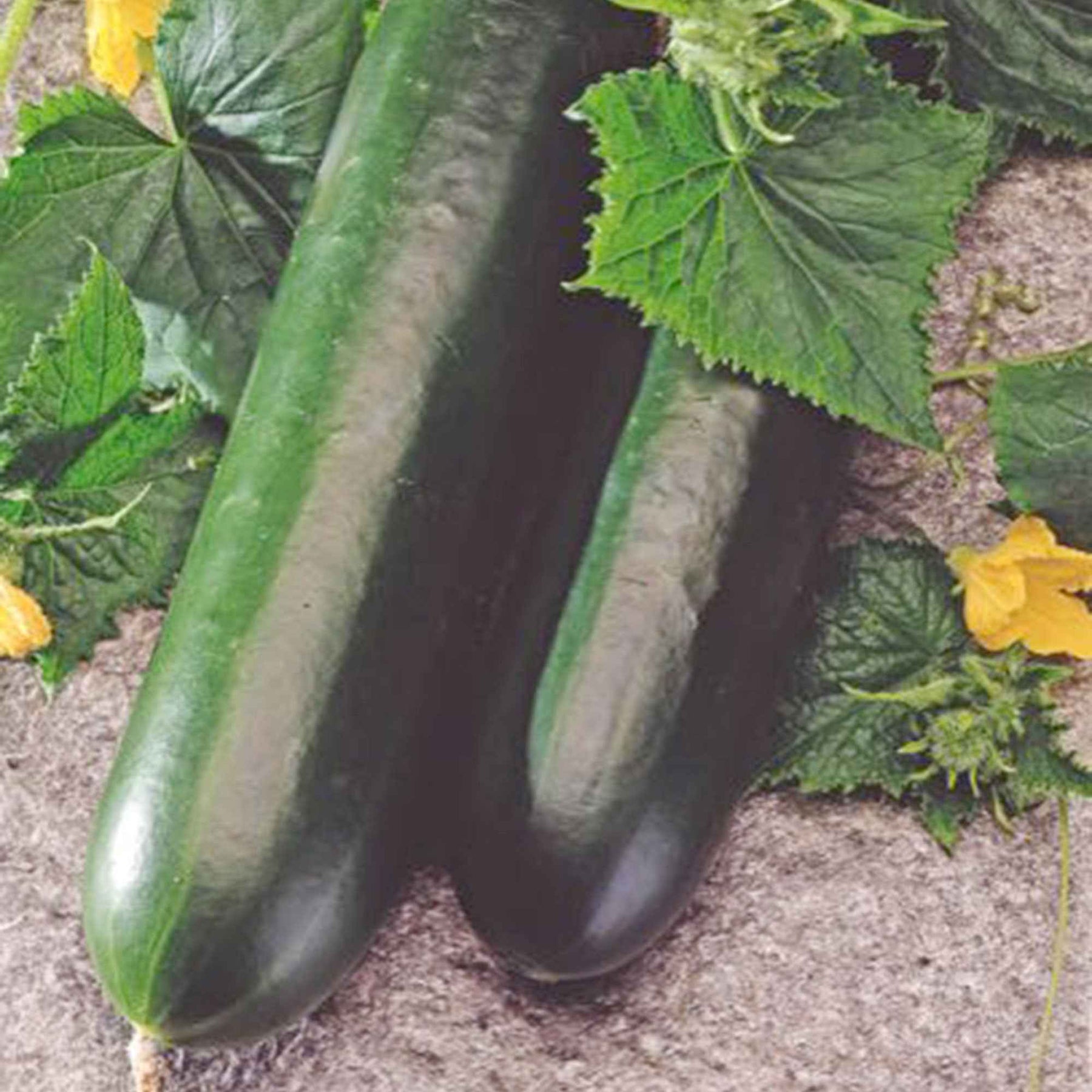 Concombre  'Johanna' - Cucumis sativus 'johanna' - Potager