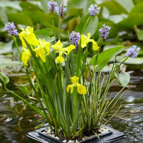 Anneau de flottaison - - Willemse