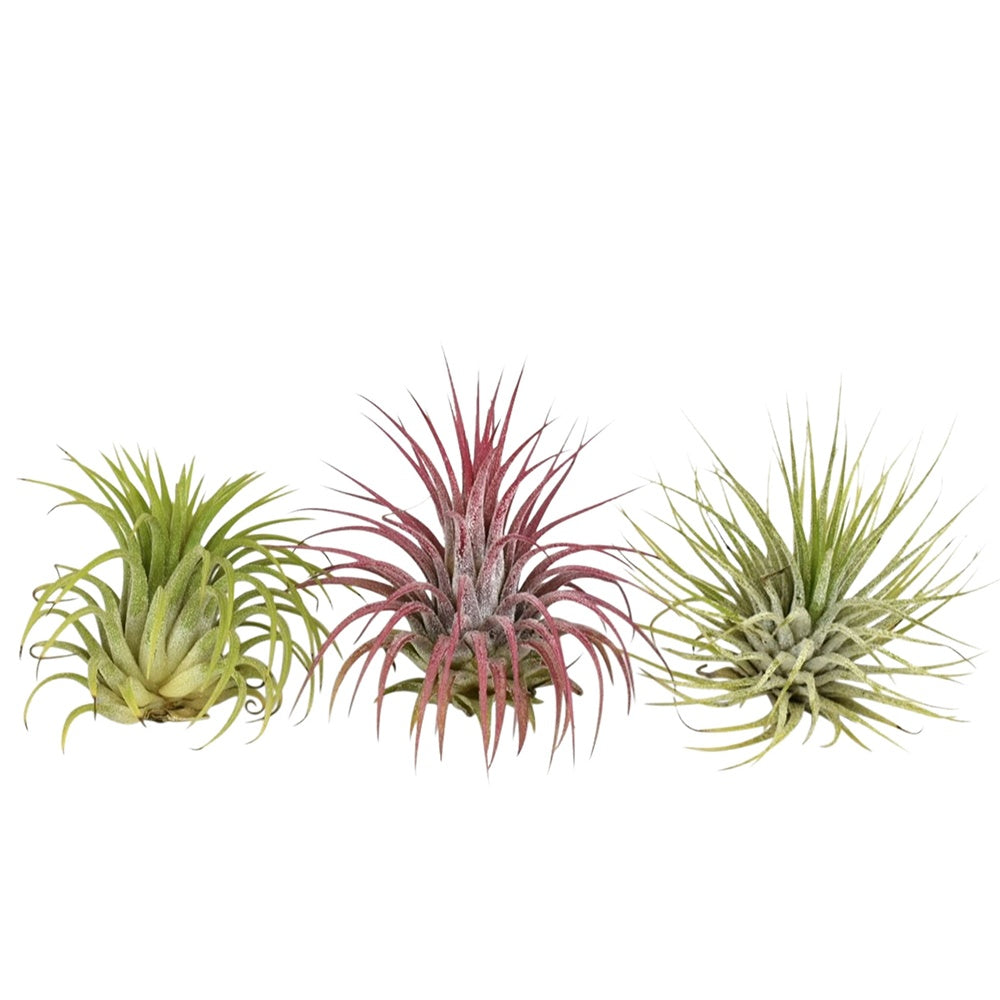 3 Tillandsias en mélange - Tillandsia - Plantes fleuries