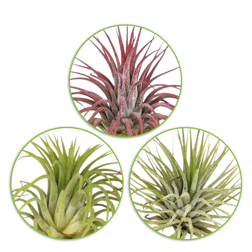 3 Tillandsias en mélange - Tillandsia