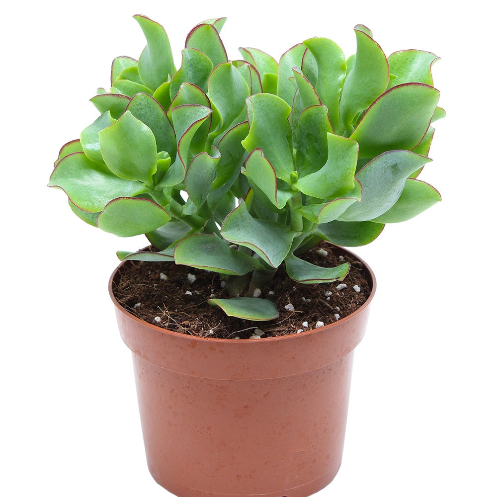 Crassula Arborescens 'Curly Green' - Crassula arborescens Curly Green - Willemse