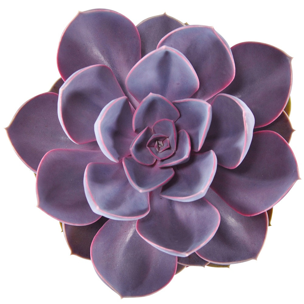 Echeveria 'Purple Pearl' - Echeveria gibbi.'purple pearl' - Echeveria