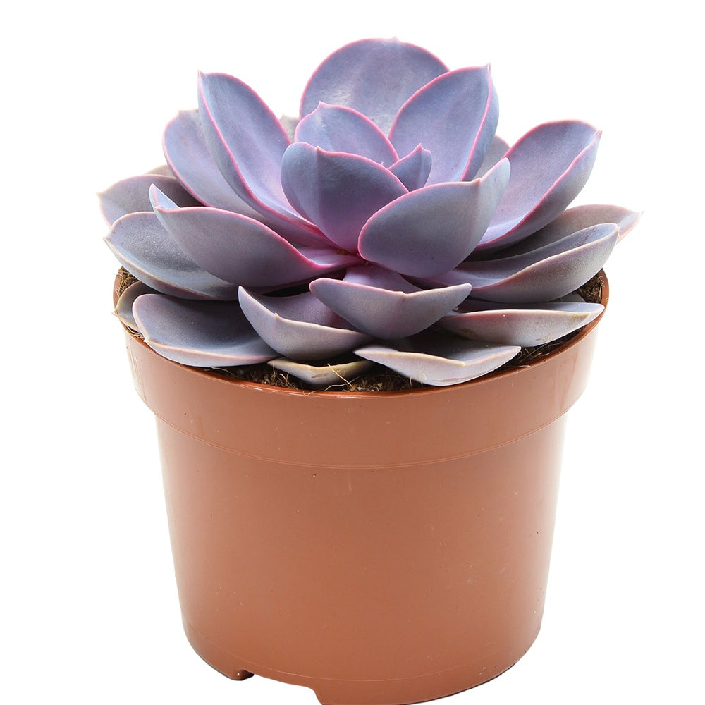 Echeveria 'Purple Pearl' - Echeveria gibbi.'purple pearl' - Willemse