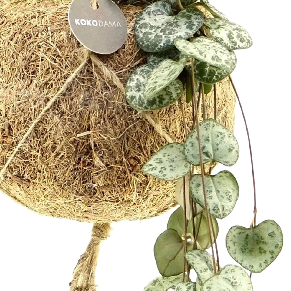 Ceropegia chaîne des cœurs et son pot en fibre de noix de coco - Kokodama Ceropegia - Willemse