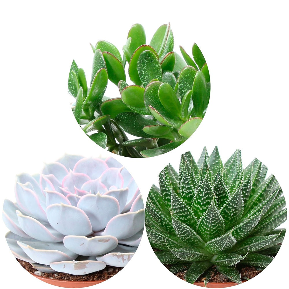 Collection de 3 succulentes - Aloé, Echeveria, Crassula - Aloe , Echeveria , Crassula - Willemse