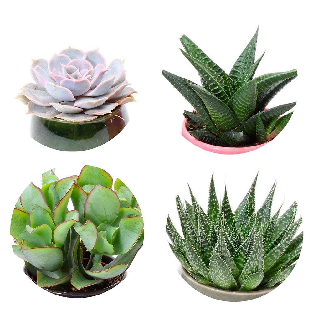 Collection de 4 succulentes - Echeveria , Crassula , Haworthia , Aloe Aristata - Cactus et plantes grasses