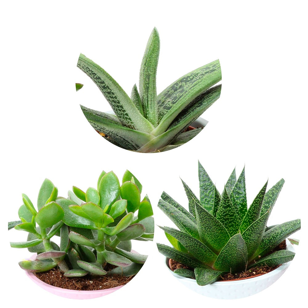 Collection de 3 succulentes - Crassula 'minova magic', gasteria 'flow', gasteria 'little warty' - Willemse
