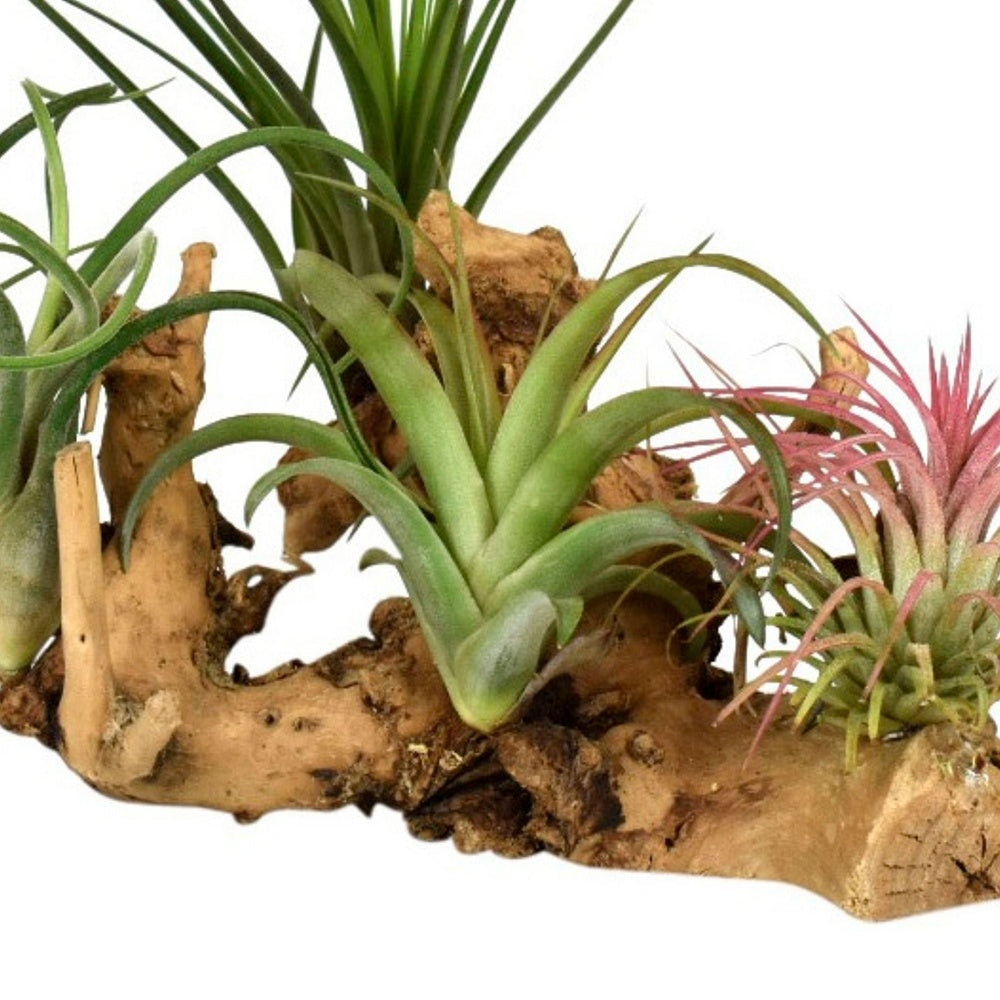 Tillandsias sur support en bois - Tillandsia - Willemse
