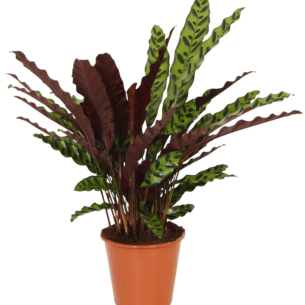 Calathéa Insigne - Calathea insignis - Willemse