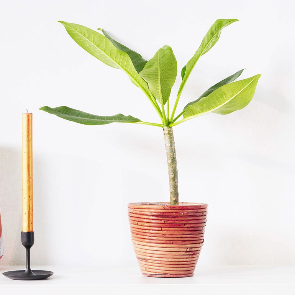 Frangipanier rouge Bordeaux - Plumeria Rubra Bordeau - Willemse