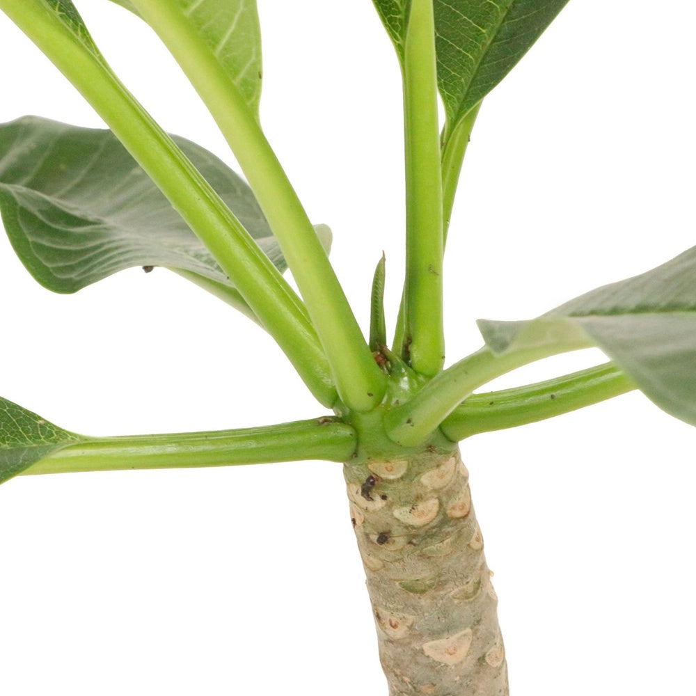 Frangipanier rouge 'Jazz' - Plumeria rubra yellow pink - Willemse