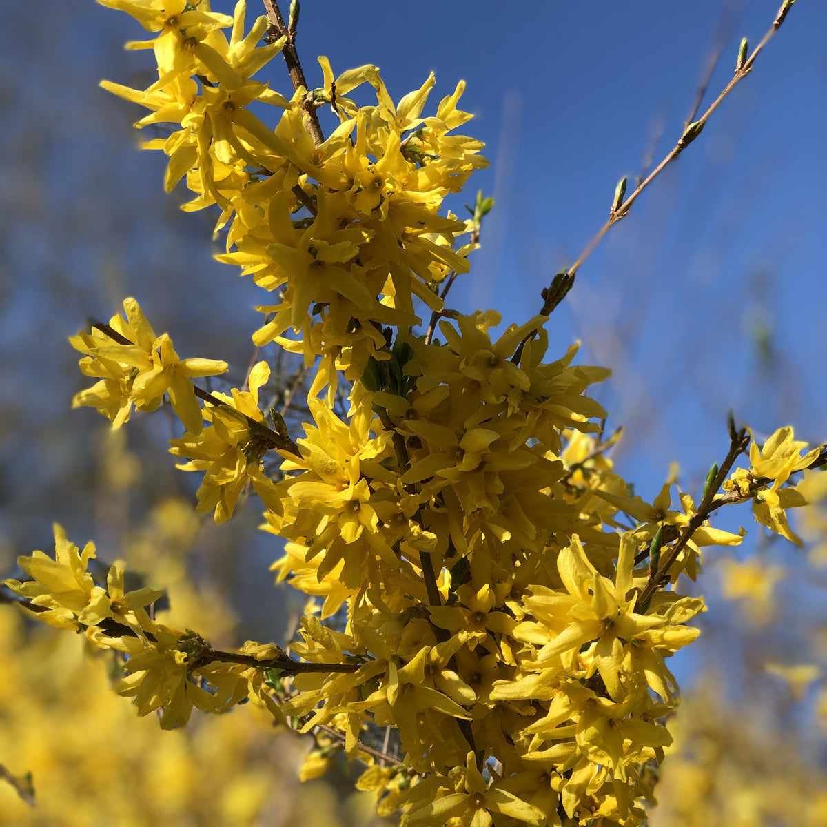 Forsythia Spectabilis - Forsythia x intermedia Spectabilis - Willemse