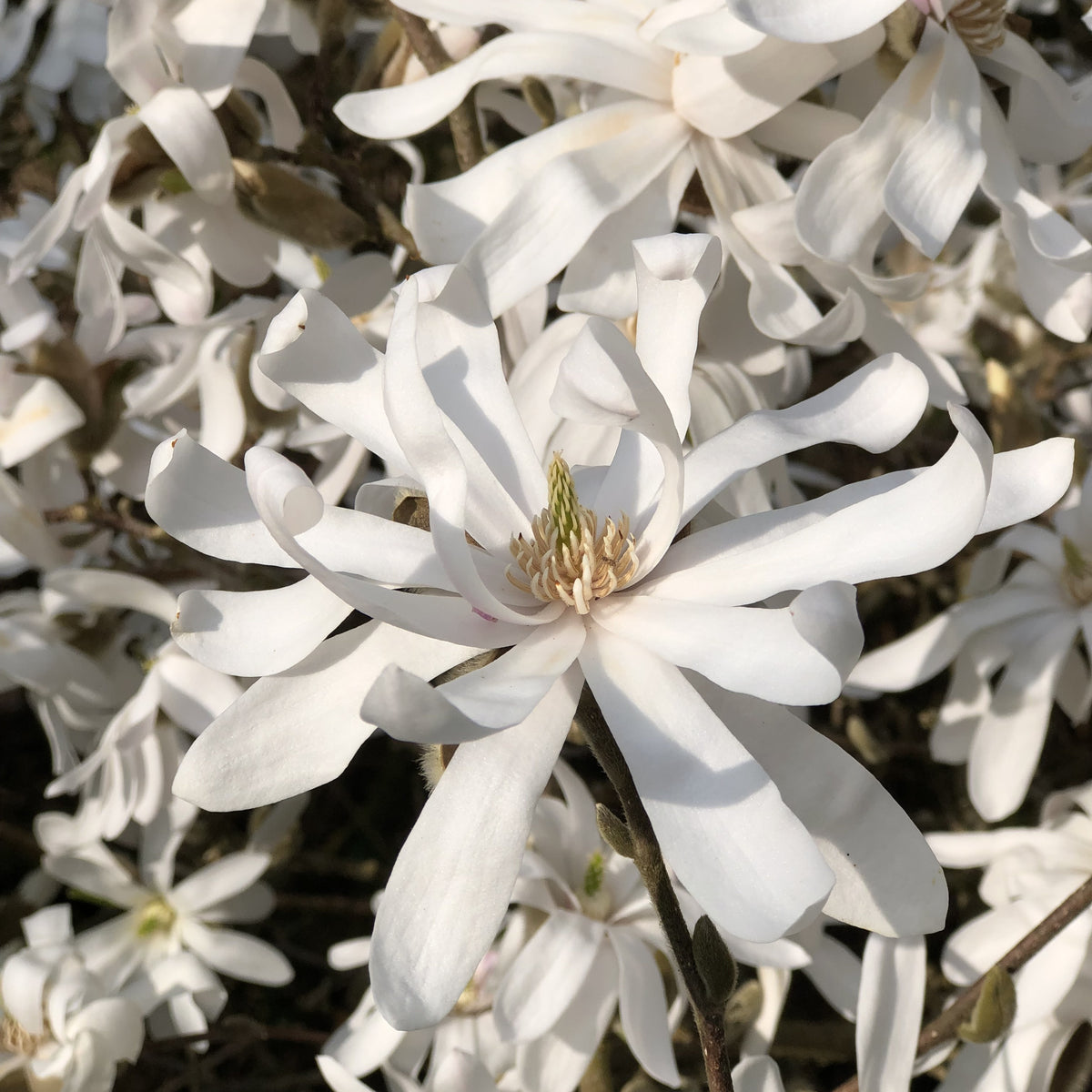 Magnolia étoilé - Magnolia stellata - Willemse