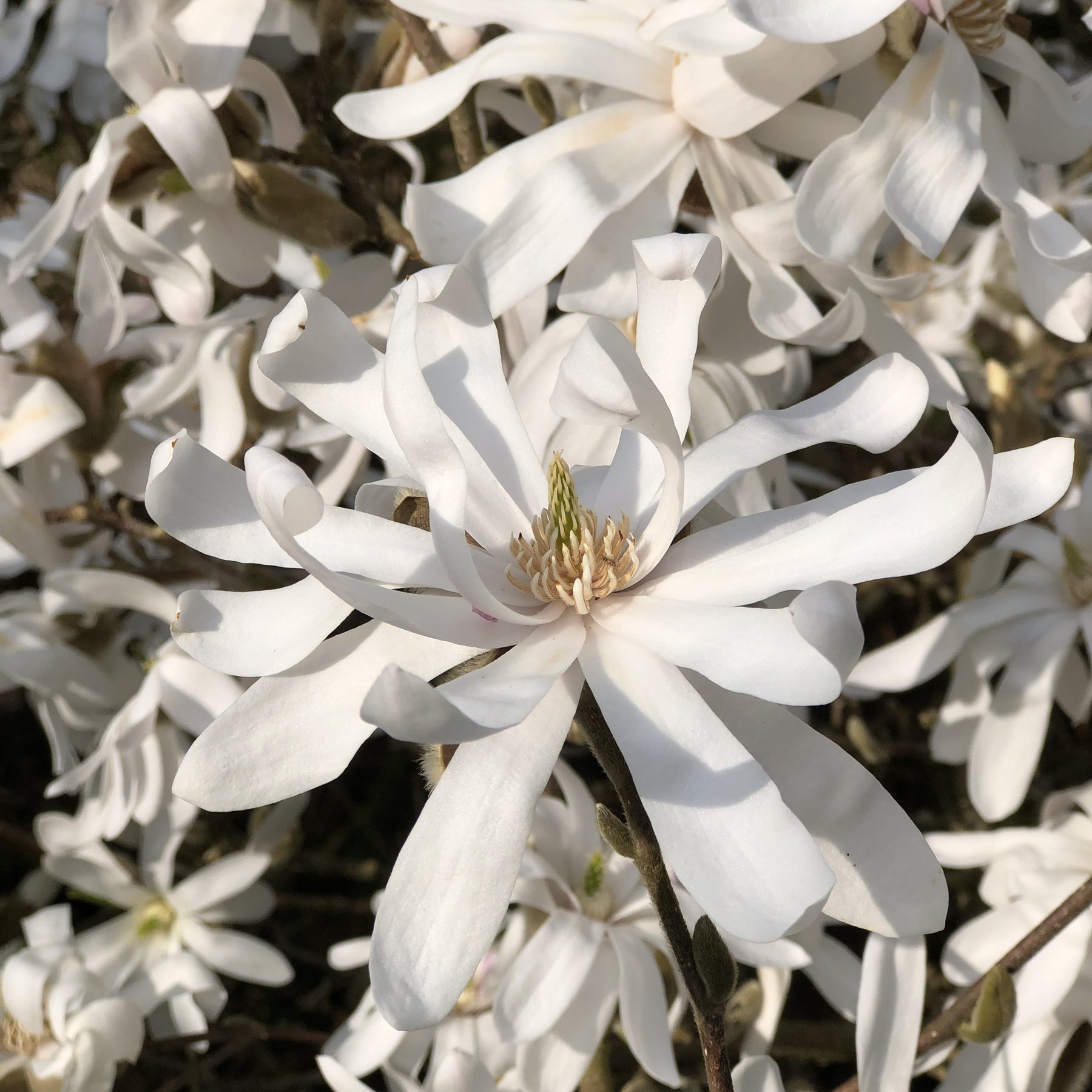 Magnolia étoilé - Magnolia stellata - Plantes