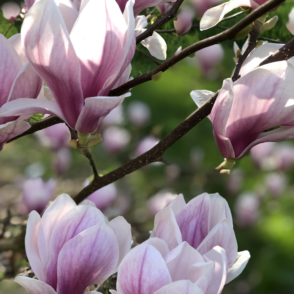Magnolia de Soulange - Magnolia soulangeana - Plantes