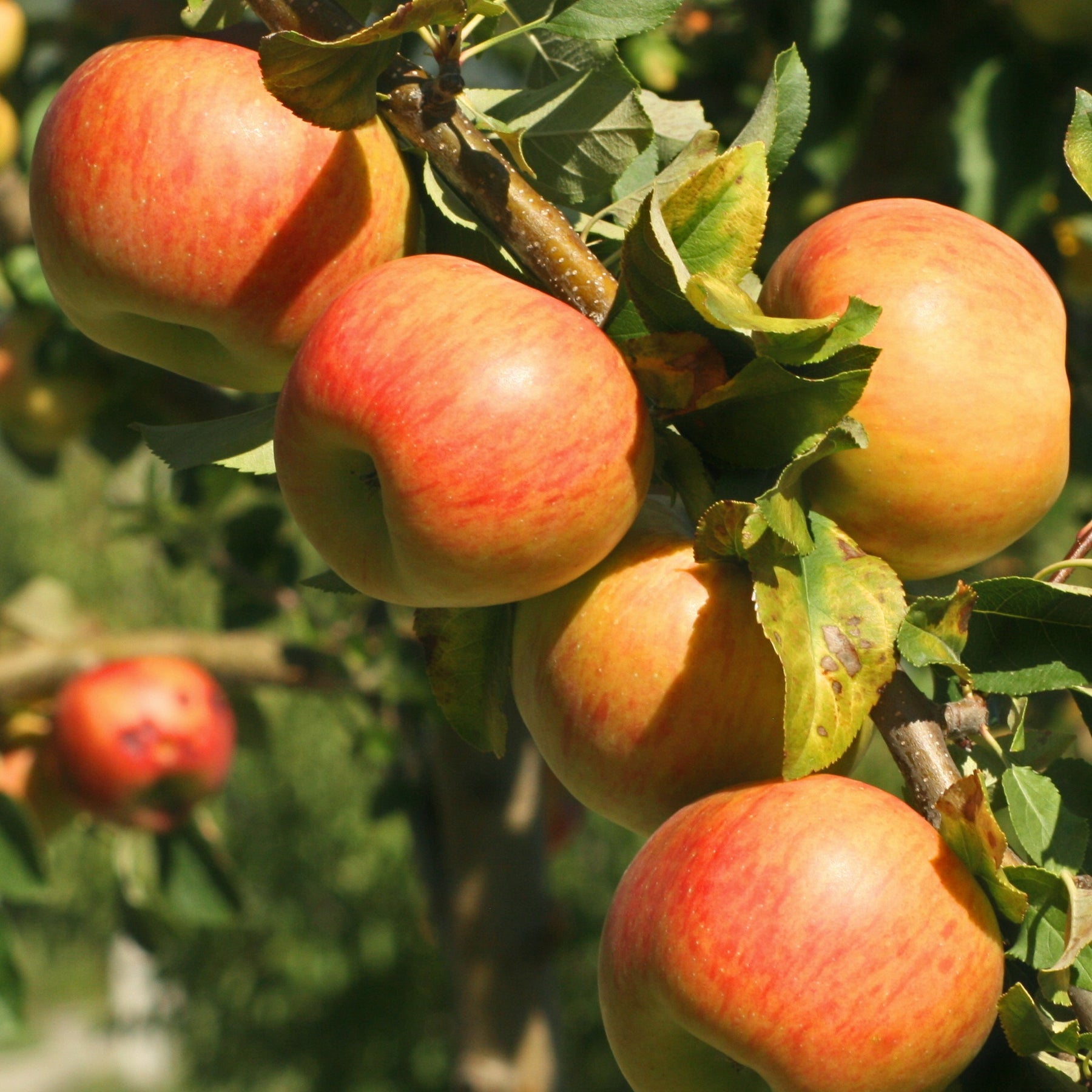 Pommier Jonagold - Malus domestica jonagold - Plantes