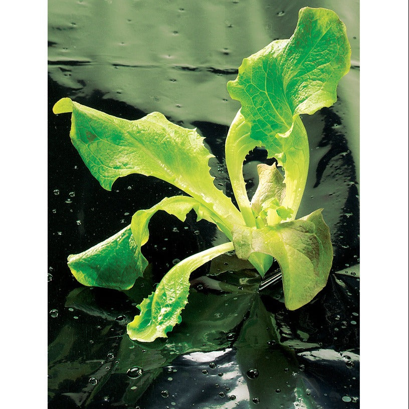 Film noir - - Willemse