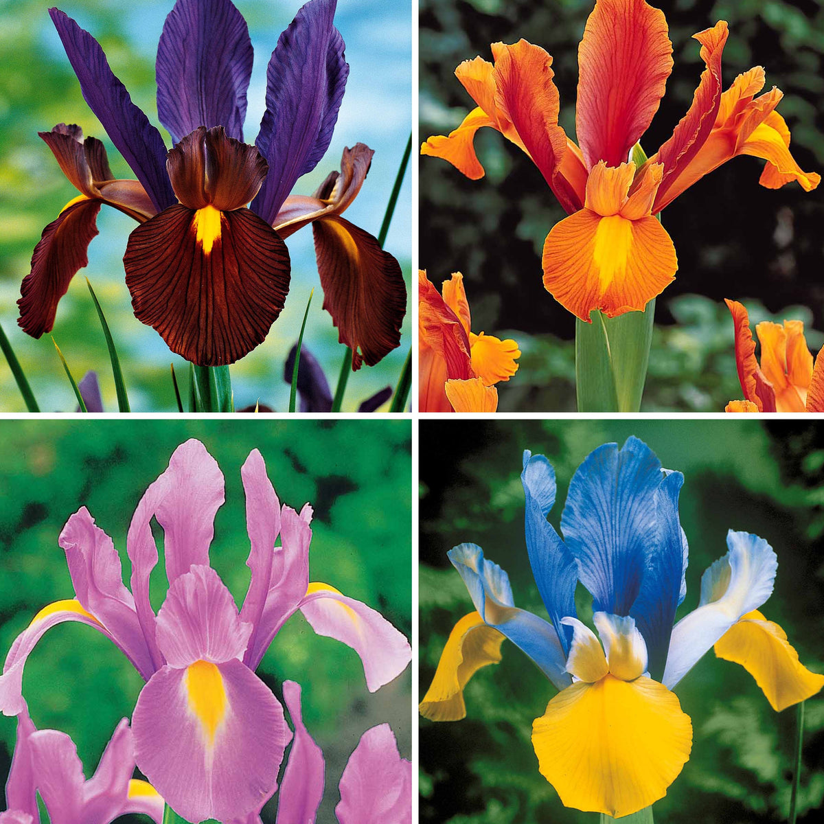 40 Iris de Hollande colorés en mélange - Iris hollandica frans hals, rosario, tiger eyes, b - Plantes