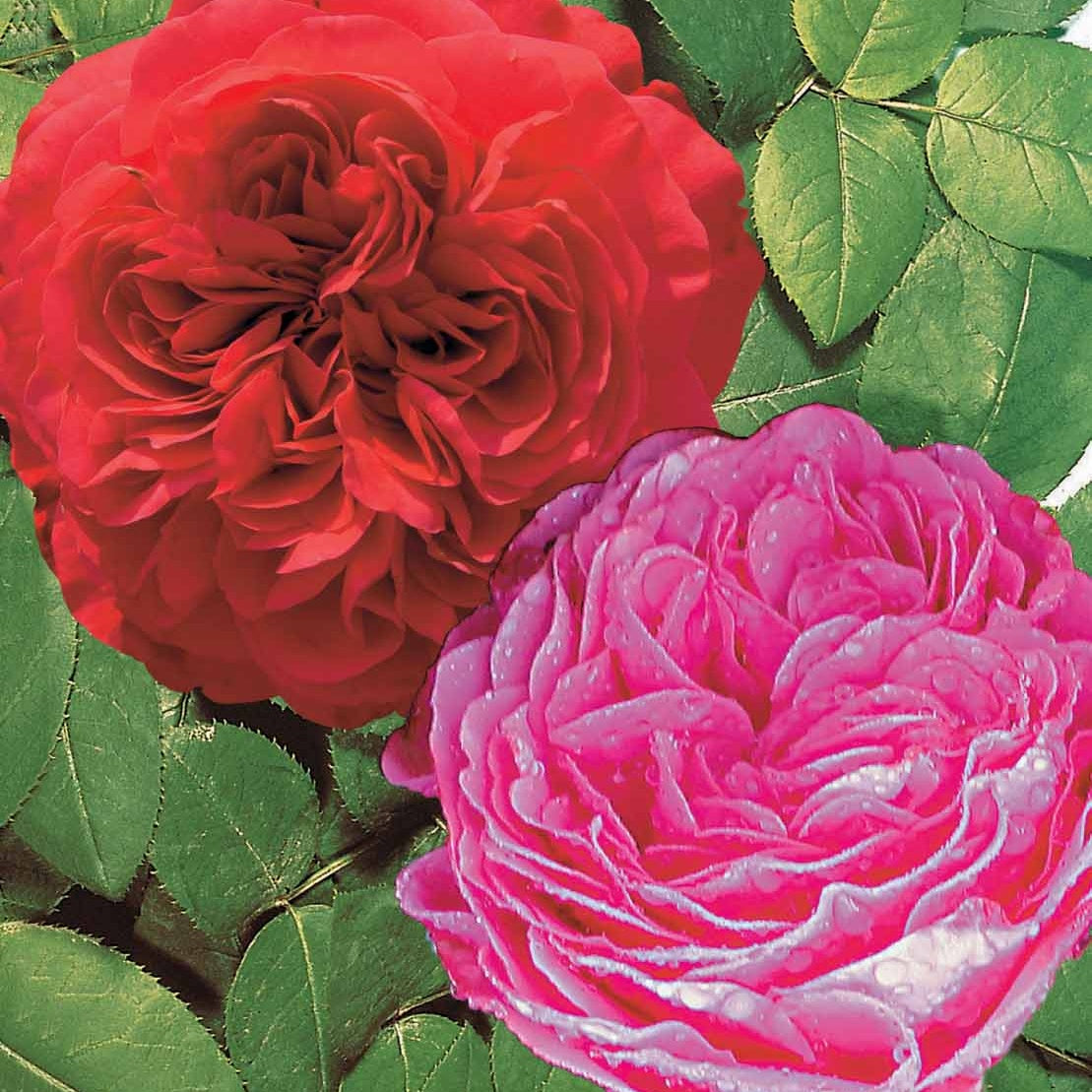 Collection de 2 Rosiers floribunda : Red Leonardo Da Vinci et Leonardo Da Vinci - Rosa floribunda red leonardo da vinci, leonardo da - Plantes