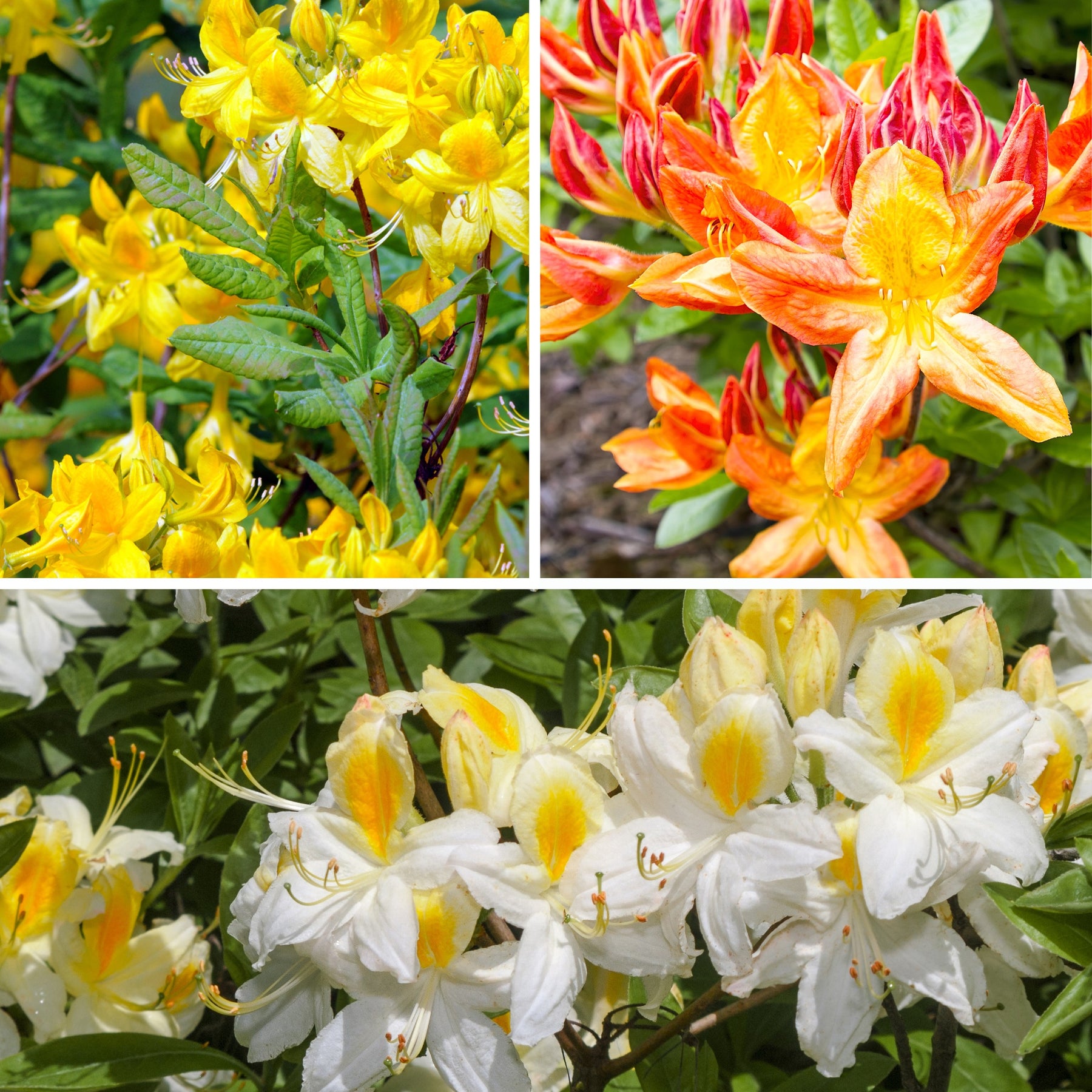 Collection de 3 Azalées de Chine : orangé, jaune, blanche - Azalea mollis - Plantes