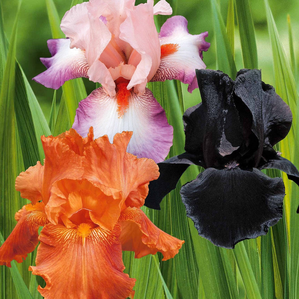 6 Iris de jardin noire, orange, rosé en mélange - 2iris profondeur de champ (depht of field) + 2 ir - Plantes vivaces