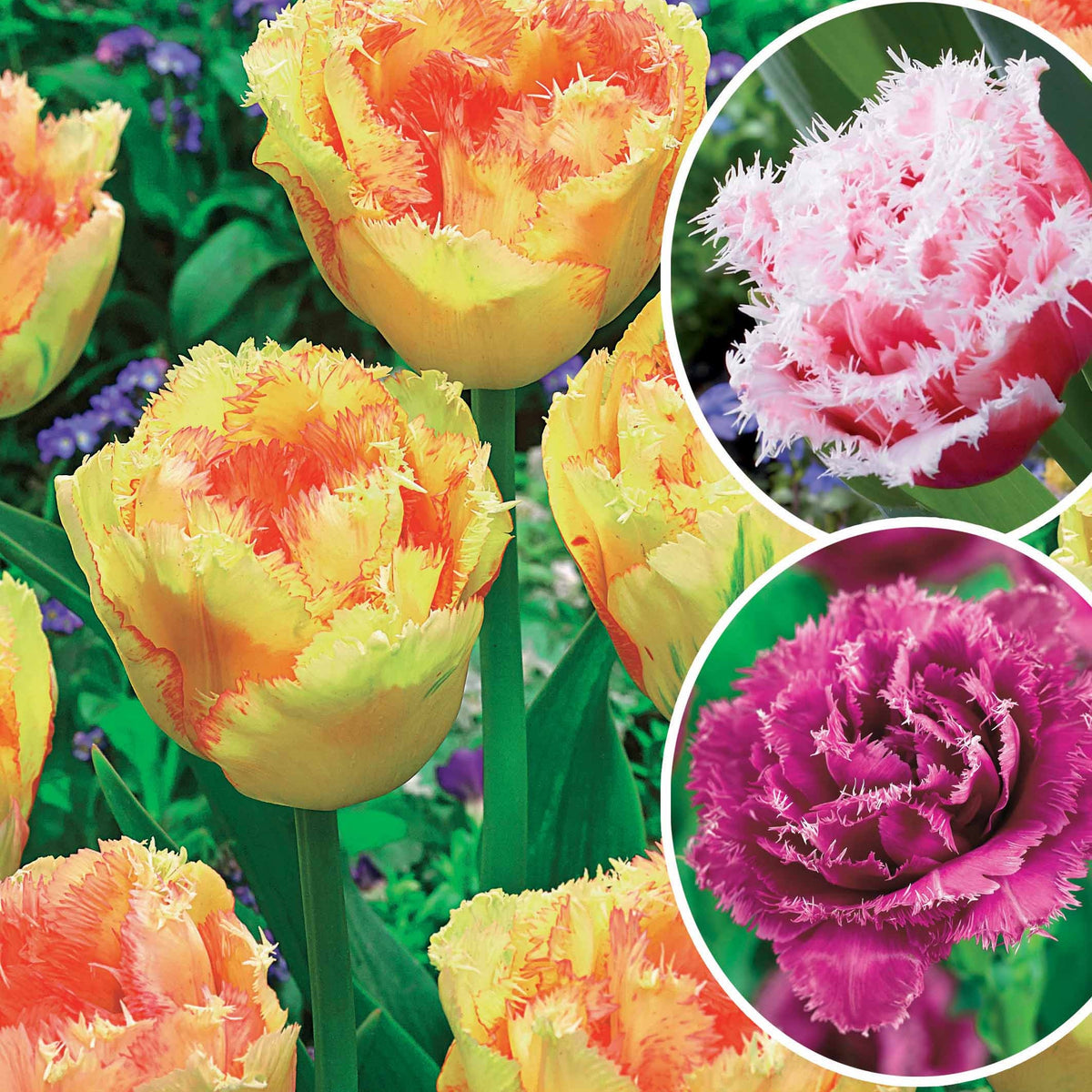 Collection de 15 Tulipes frangées : Queensland, Mascotte, Vaya con Dios - Tulipa queensland, mascotte , vaya con dios - Plantes
