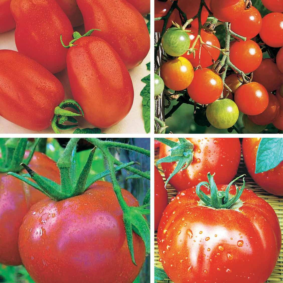 Collection de Tomates - Collection 4 tomates : Rose de Berne, Roma, Merveille des marchés, Sw - Graines de fruits et légumes