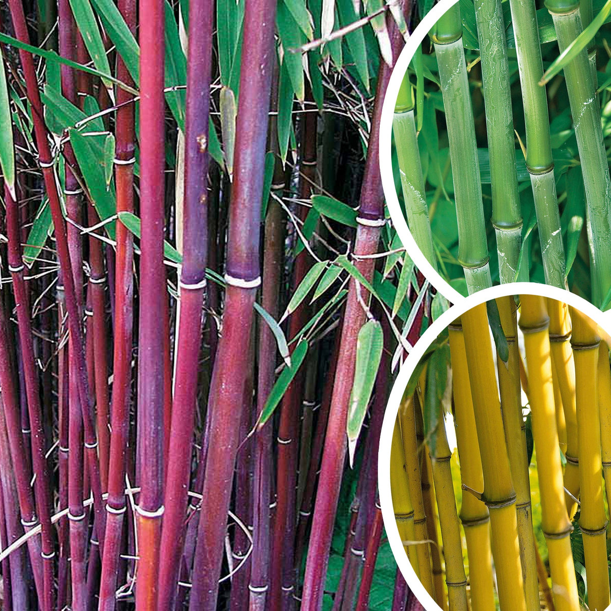 Collection de 3 Bambous traçants : vert, jaune, rouge - Phyllostachys bissetii, aureosulcata Aureocaulis, Fargesia scabrida Asian Wonder - Plantes
