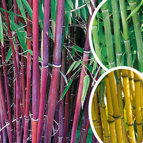 Collection de 3 Bambous traçants : vert, jaune, rouge - Phyllostachys bissetii, aureosulcata Aureocaulis, Fargesia scabrida Asian Wonder - Plantes