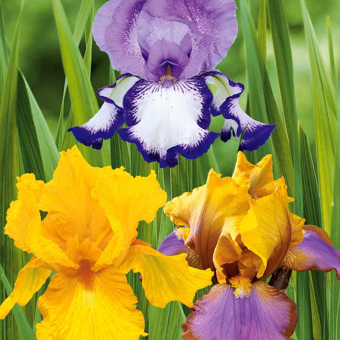 Collection de 6 Iris de jardin : Lasso, Bordure, Sangreal - Iris germanica  (2 lasso, 2 bordure, 2 sangreal) - Plantes