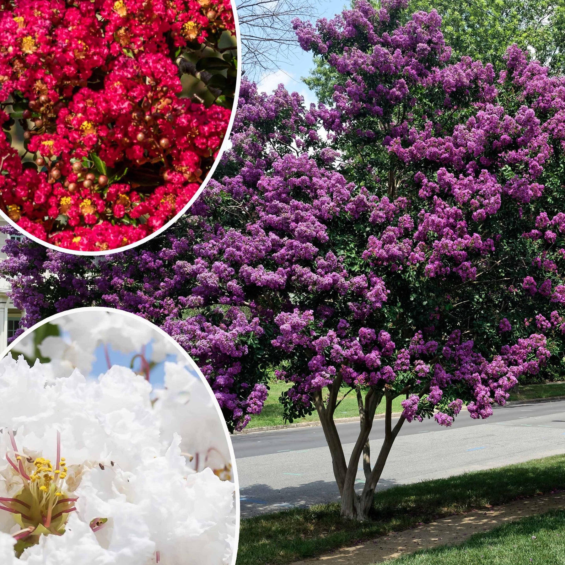 Collection de 3 Lilas des Indes : rouge, violet, blanc - Lagerstroemia indica - Arbustes