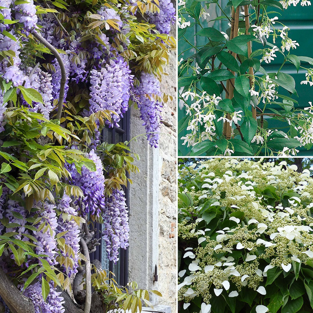 Collection de 3 grimpantes : jasmin, glycine, hortensia grimpant - Trachelospermum jasminoides, wisteria, hydrangea p - Plantes