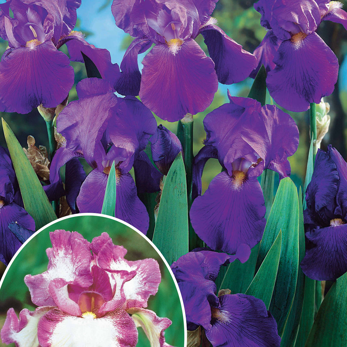 Collection de 6 Iris remontants Autumn Encoree et Lovely Again - Iris germanica autumn encore, lovely again - Plantes