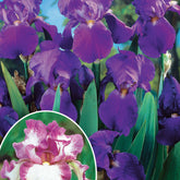 Collection de 6 Iris remontants Autumn Encoree et Lovely Again - Iris germanica autumn encore, lovely again - Plantes