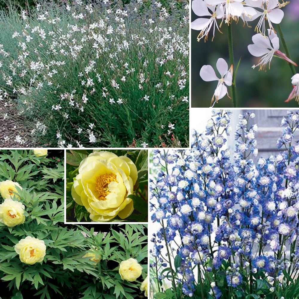 Collection de 4 plantes vivaces aux couleurs tendres - Paeonia itoh bartzella, delphinium bolero, gaura lindheimeri - Plantes
