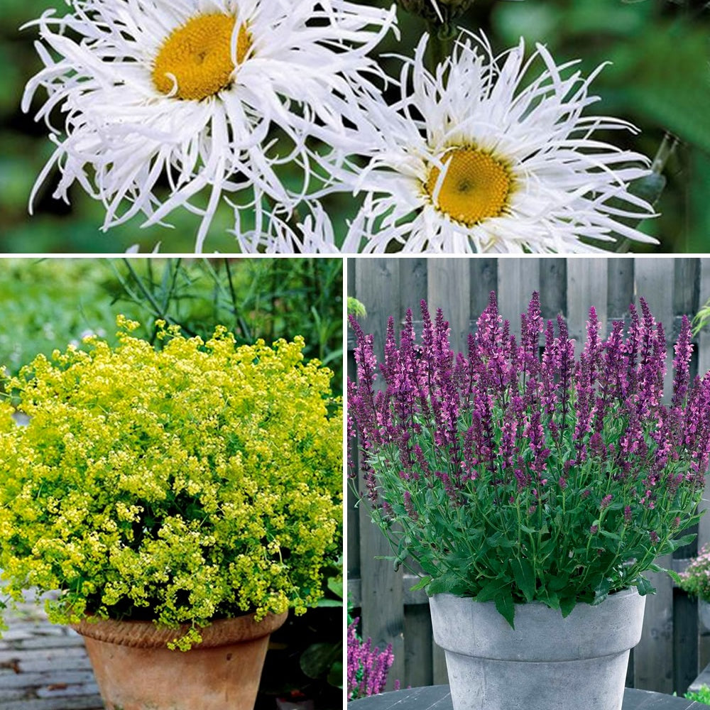 Collection de 12 plantes vivaces pour jardin coloré - Alchemilla mollis, Leucanthemum superbum, Salvia nemorosa, Asclepia incarnata - Plantes