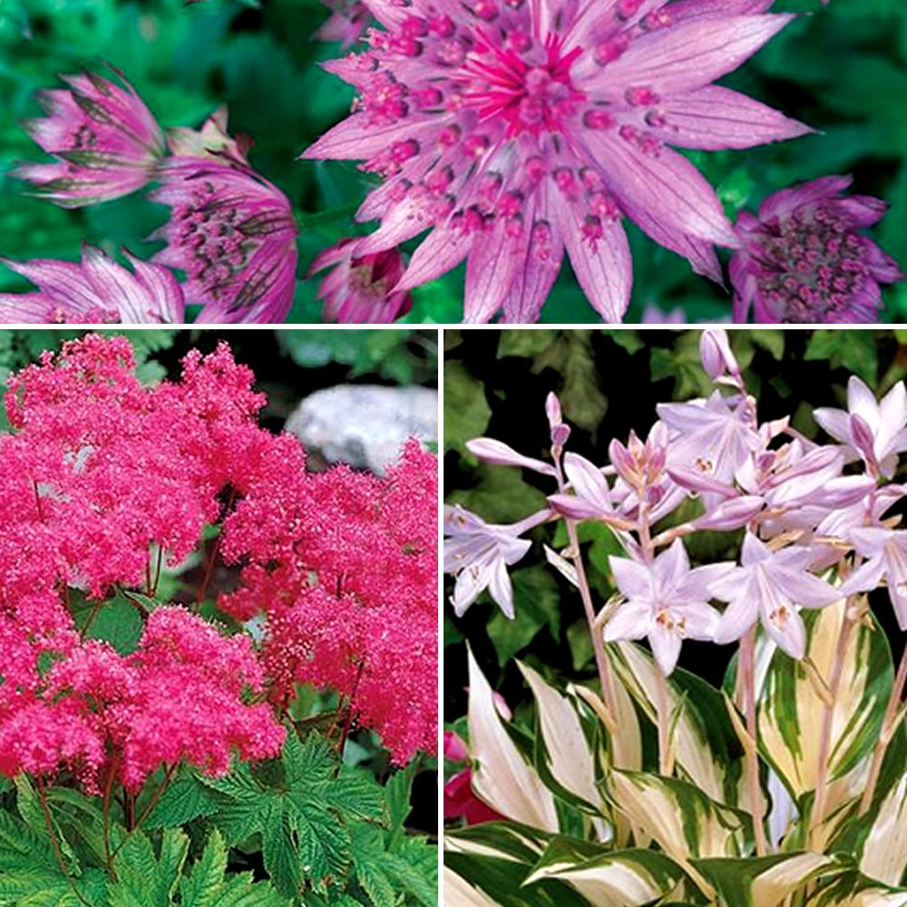 Collection De 3 Rosiers à Racines Nues – Blanc, Rose, Violet – Vivaces Rustiques Pour Jardins Et Bordures